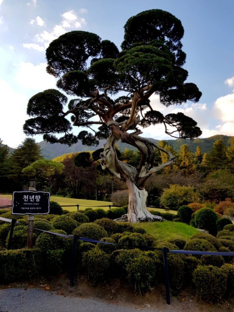 The Millennium Juniper in the Garden of Morning Calm