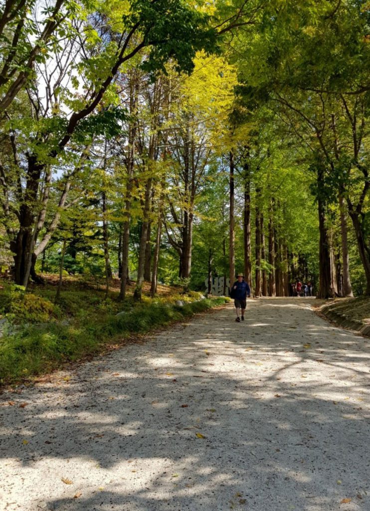 Walking along pleasant forested pathways on Nami Island