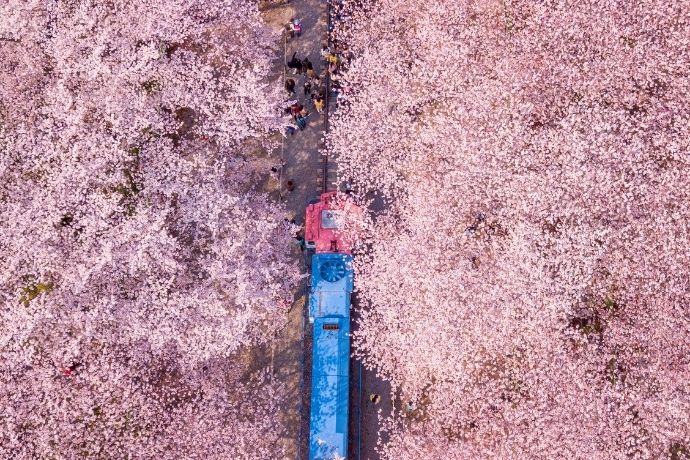 Jinhae Cherry Blossom Festival